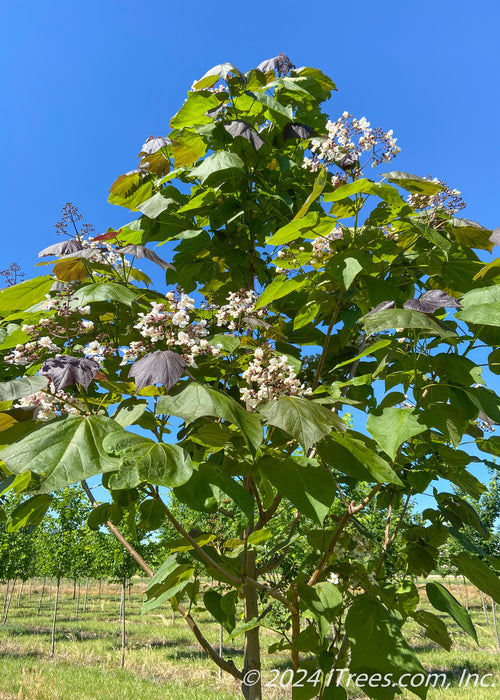 Closeup of a Purple Catalpa in the nursery showing its canopy of large leaves and flowers.