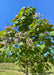 Closeup of a Purple Catalpa in the nursery showing its canopy of large leaves and flowers.