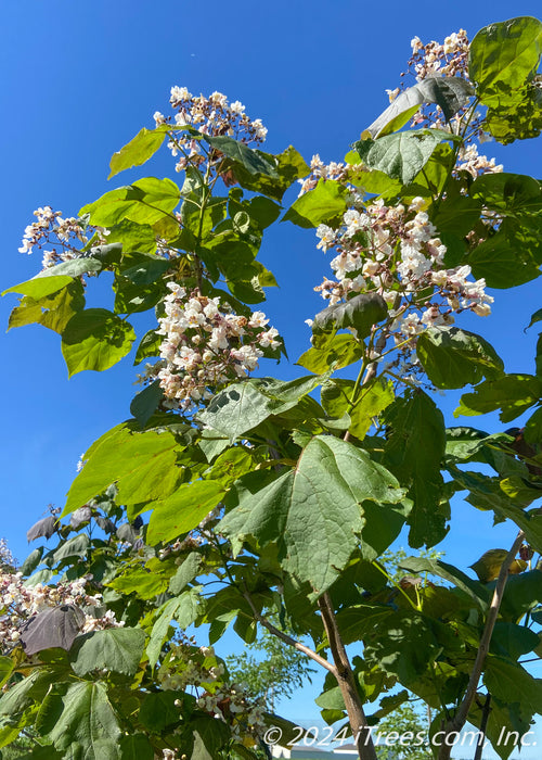 Closeup of a large panicle of white flowers with yellow and purple speckled centers, with large green and dark purple leaves.