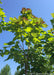 Closeup of the underside of the upper canopy of leaves with sunlight filtering through. 