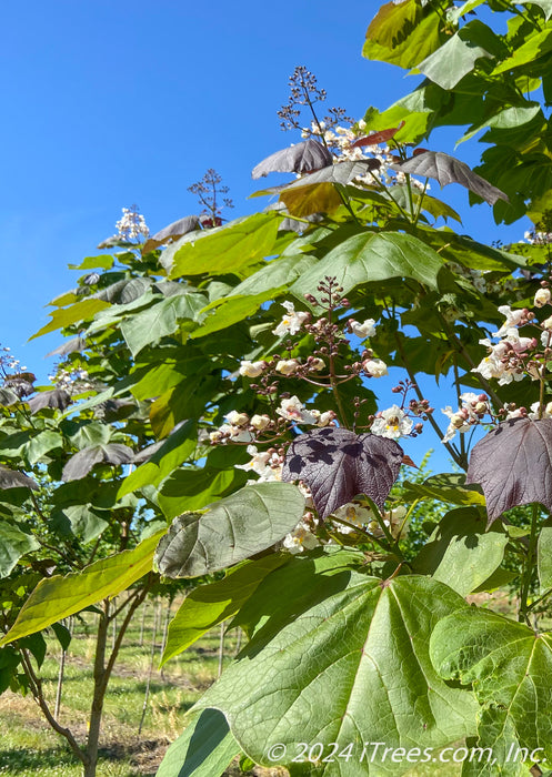 Closeup of a large panicle of white flowers with yellow and purple speckled centers, with large green and dark purple leaves.