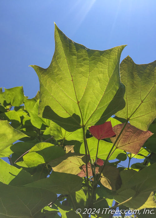 Closeup of the underside of a green Purple Catalpa leaf with sunlight filtering through.