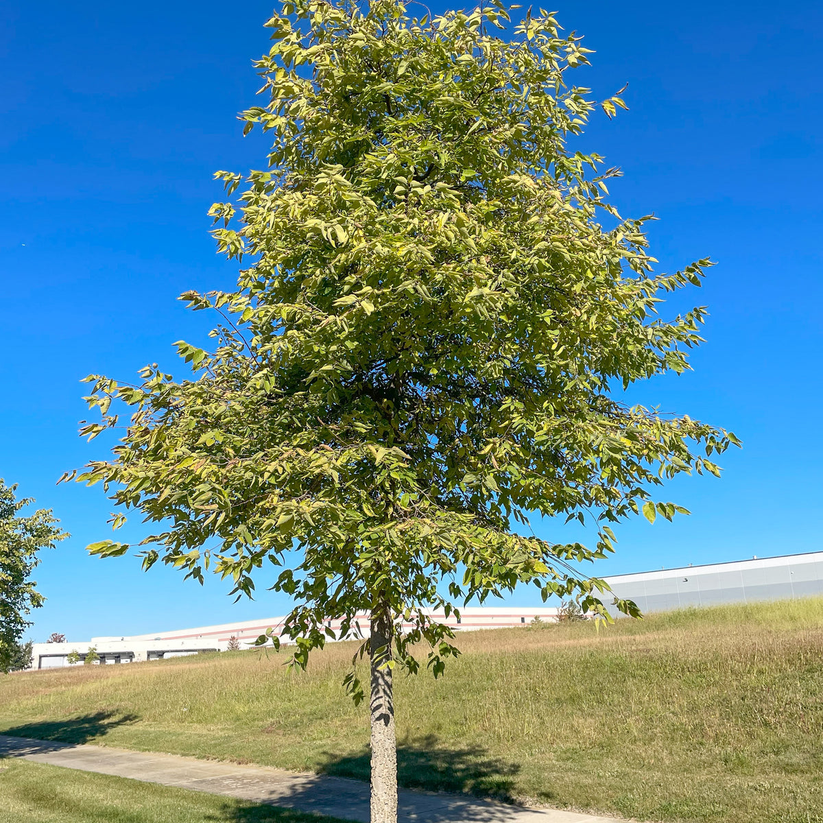 Native Hackberry