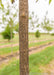 Closeup of young furrowed brown tree trunk.