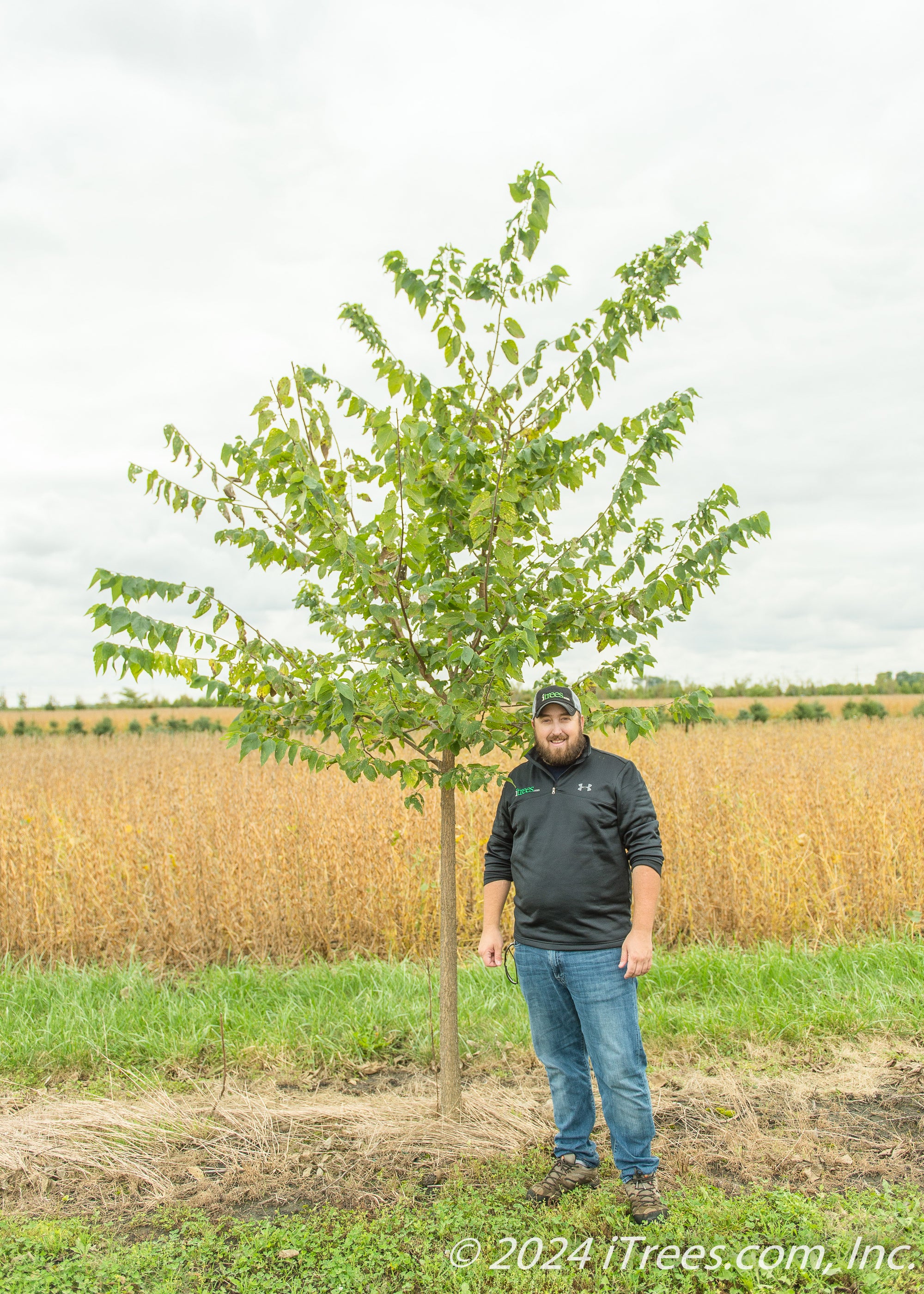 Native Hackberry Tree - iTrees.com