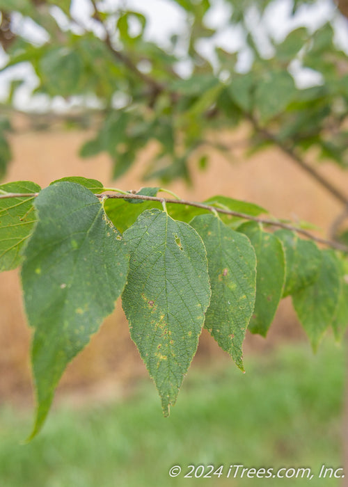 Closeup of a small branch of leathery-like green leaves.