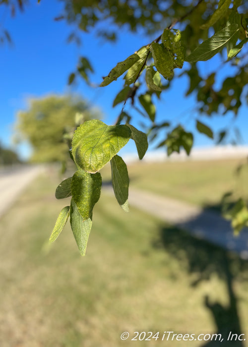 Closeup of green leaves at the end of a branch hanging down. 