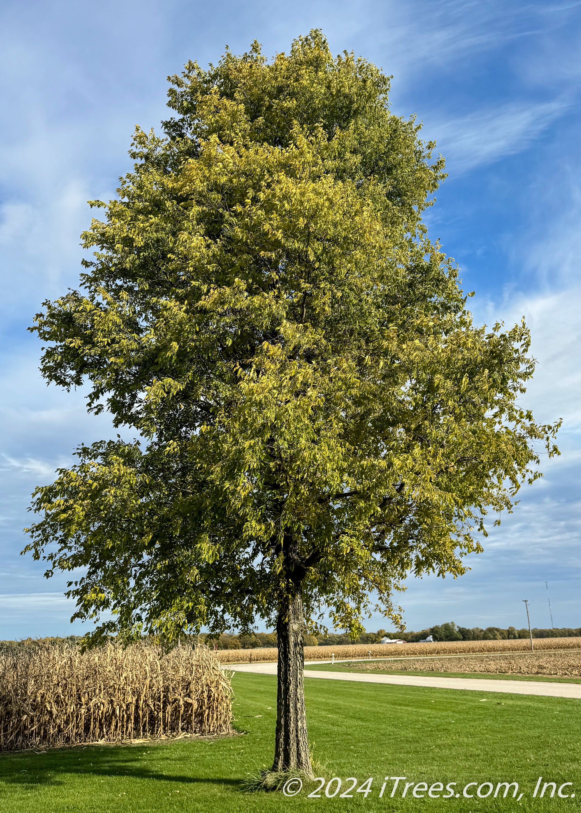 Native Hackberry Tree - iTrees.com