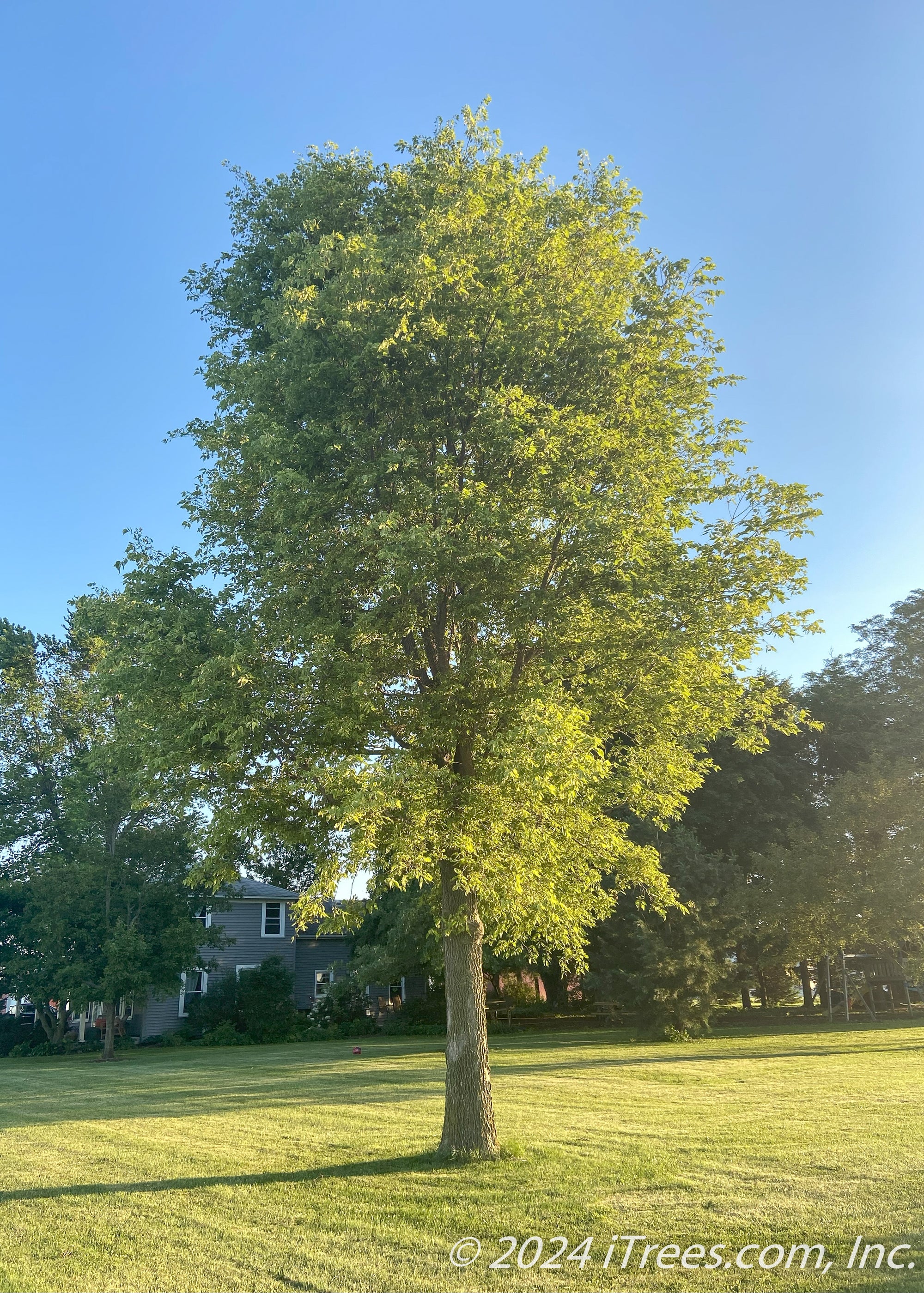 Native Hackberry Tree - iTrees.com