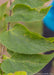 Closeup of toothed green leaves.