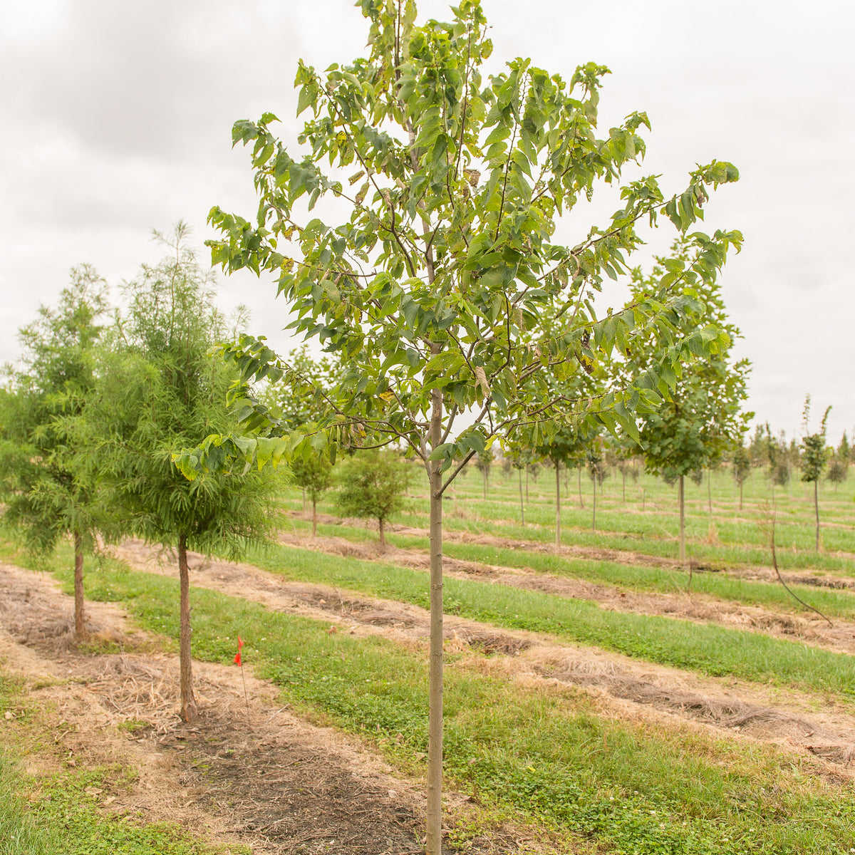 Celtisoccidentalis_Chicagoland