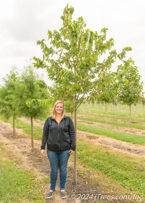 Chicagoland Hackberry in the nursery with a person standing nearby to show height comparison.