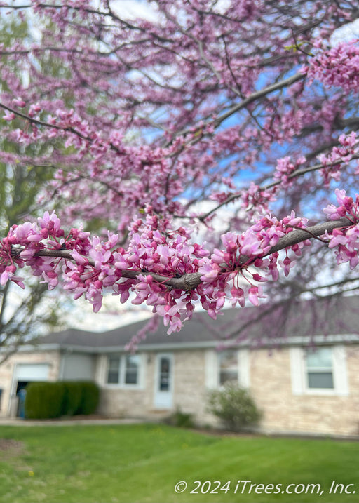 Closeup of dark purple buds opening to reveal light pink tiny flowers coating along a branch.