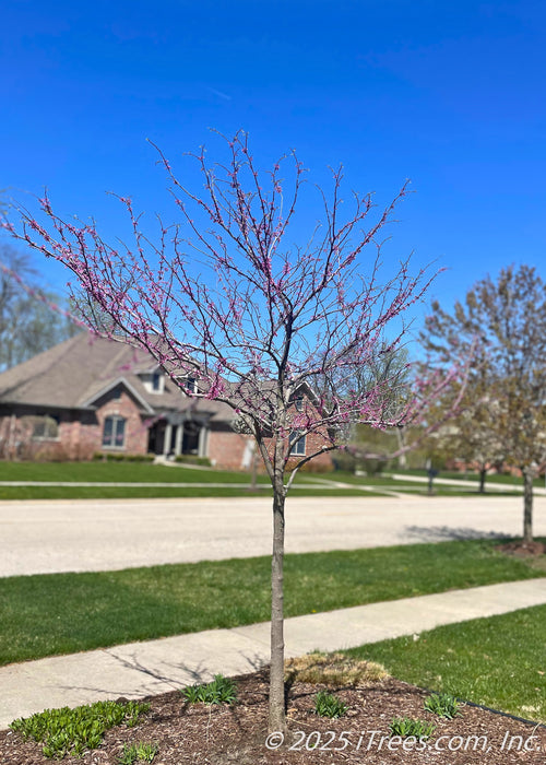 planting redbud tree near house Eastern Redbud Tree
