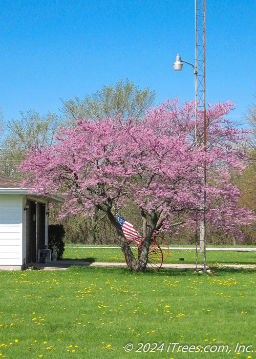 Clump form redbud planted near a driveway in full bloom. 