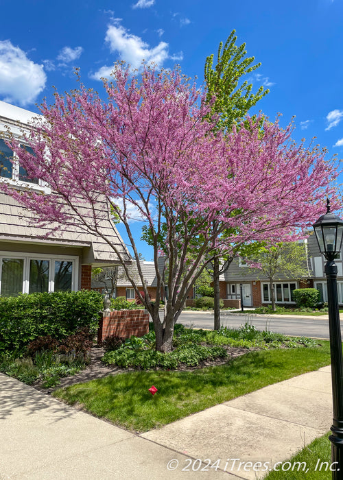 planting redbud tree near house Eastern Redbud Tree