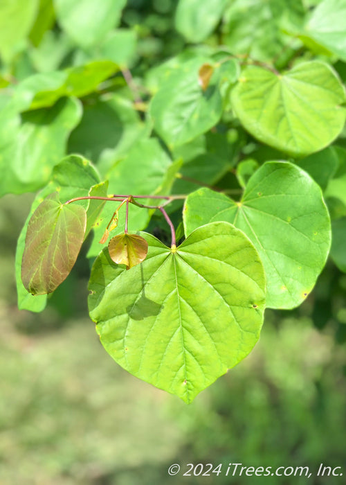 Closeup of newly emerged bright green heart-shaped leaves.
