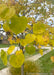 Closeup of greenish-yellow heart-shaped leaves in fall.