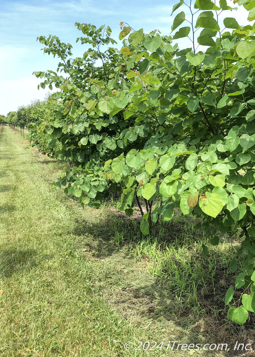 A row of clump form redbud with full canopies of green leaves.