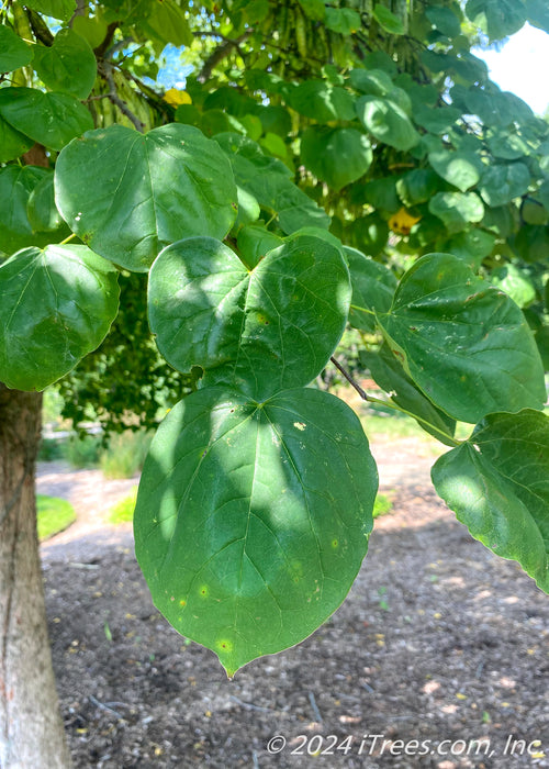 Closeup of heart-shaped green leaves.