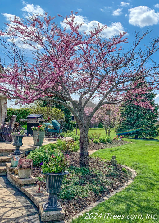 A single trunk redbud in bloom, planted near a back patio with a cloudy blue sky in the background.