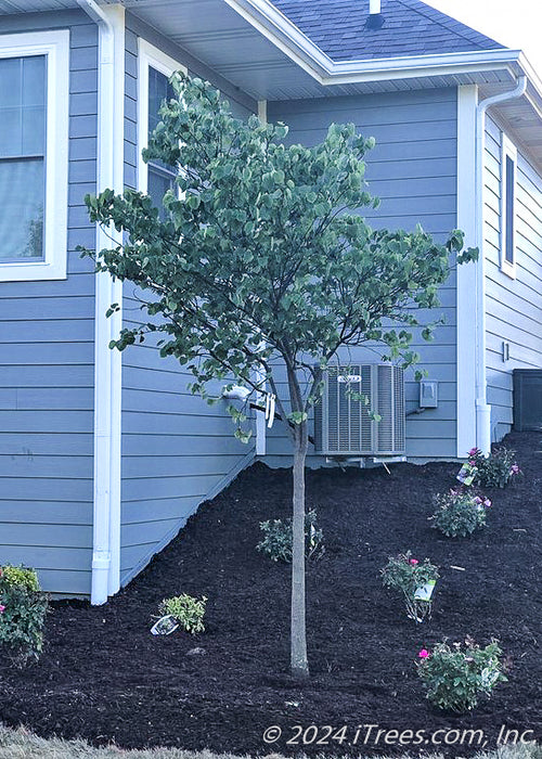 A newly planted single trunk redbud planted in a backyard landscape bed near the house.