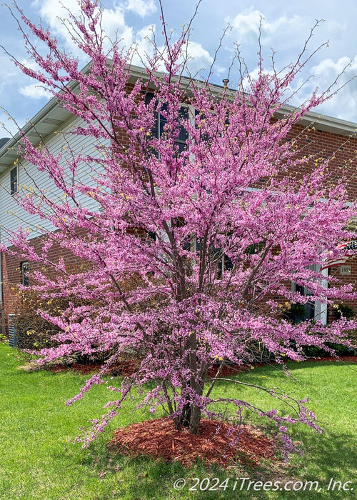 Clump form redbud in full bloom, planted in a front yard. 