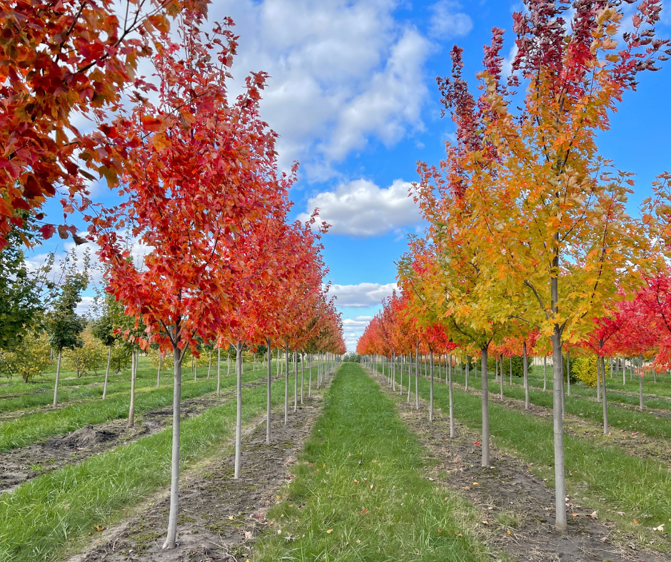 1. Choose Your Trees