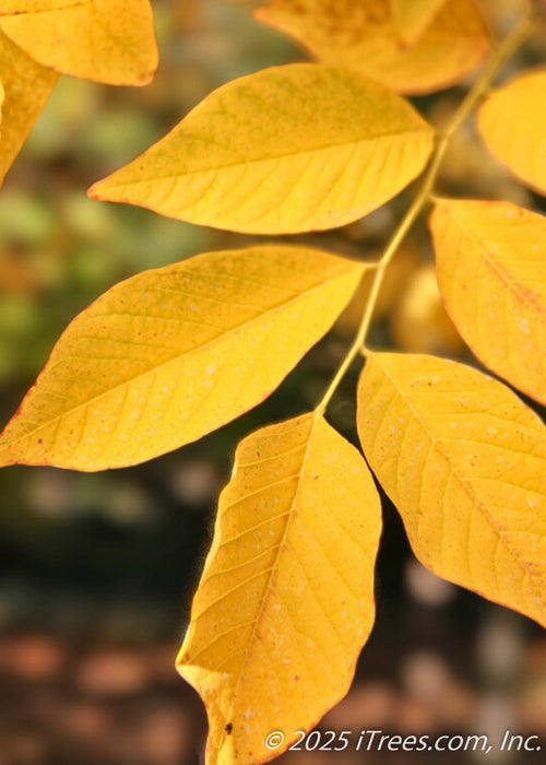 Closeup of golden yellow fall color.