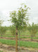 A single Perkins Pink Yellowwood grows in the nursery with a large ruler standing next to it to measure the canopy height at about 4 ft.