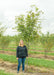 A person stands next to Perkins Pink Yellowwood in the nursery for a height comparison. Their elbow is at the lowest branch.