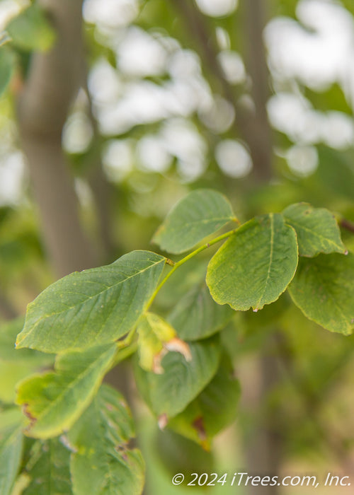 Closeup of dark green leaves.