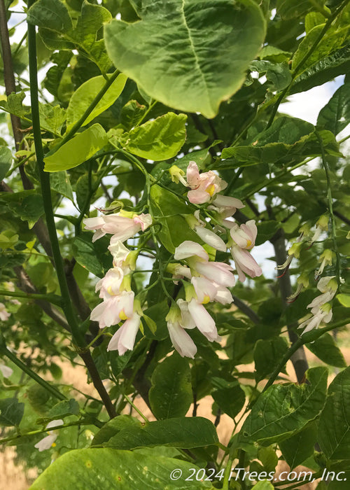 Closeup of a panicle of pinkish-white flowers with yellow centers.