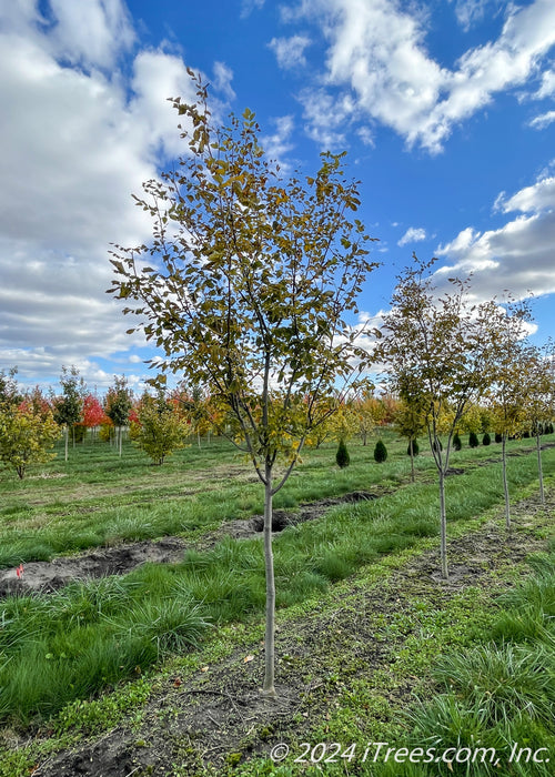 A row of Perkins Pink Yellowwood grow in the nursery with green leaves changing to yellow for fall.