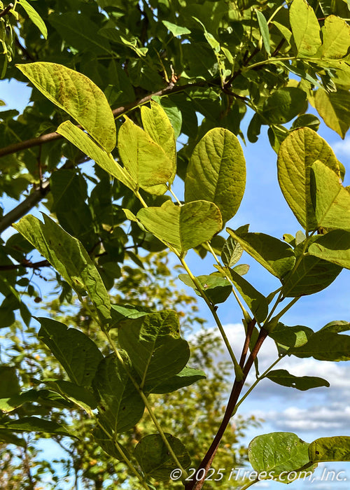 Closeup of bright green leaves.