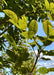 Closeup of bright green leaves.
