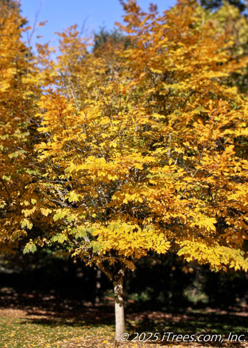 American Yellowwood in fall with a round canopy of golden yellow fall color.