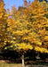 American Yellowwood in fall with a round canopy of golden yellow fall color.