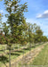American Yellowwood growing in a nursery row with green leaves. 