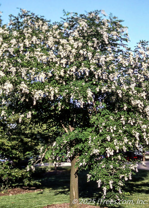 American Yellowwood in bloom with cascading white flowers.