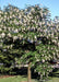 American Yellowwood in bloom with cascading white flowers.