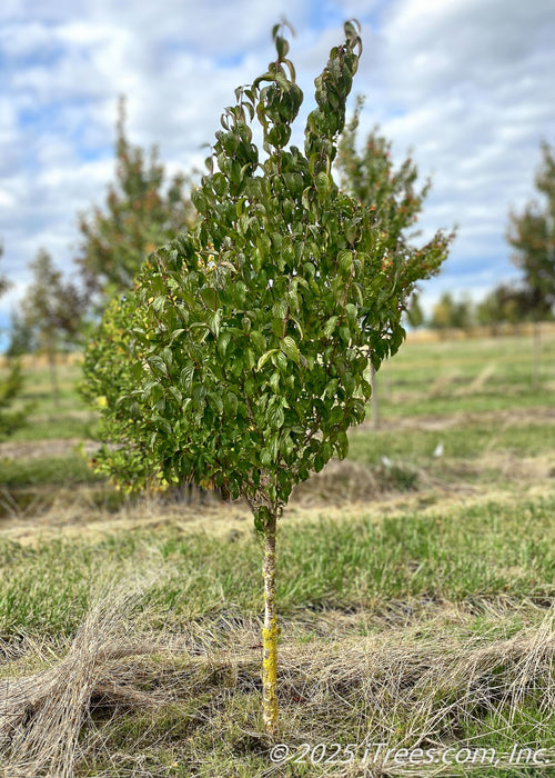 Single-trunk Pagoda Dogwood growing in the nursery's field, seen in early fall with its green leaves still covering the branches.