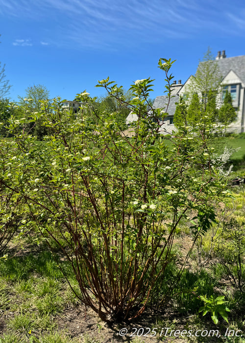 A young, shrub-like Pagoda Dogwood is growing along a fence line providing from a nearby home seen in the background.