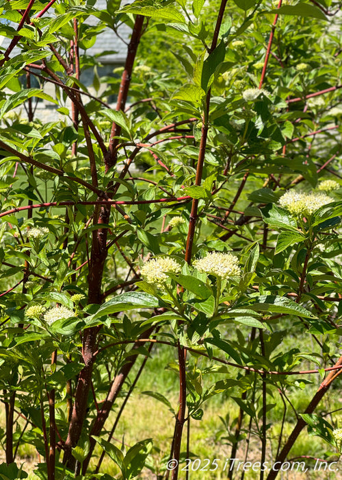 Closeup of Pagoda Dogwood's dark reddish-brown branches, green leaves and small white clusters of flowers.