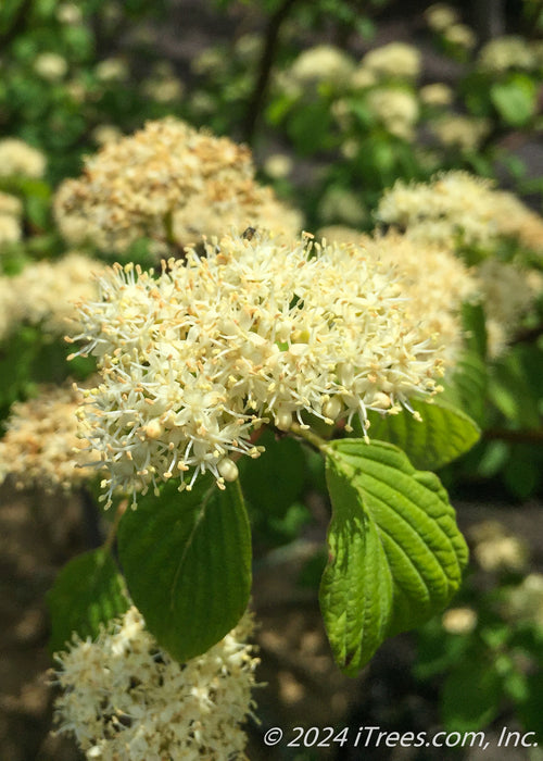 Closeup of small white flowers and green leaves.