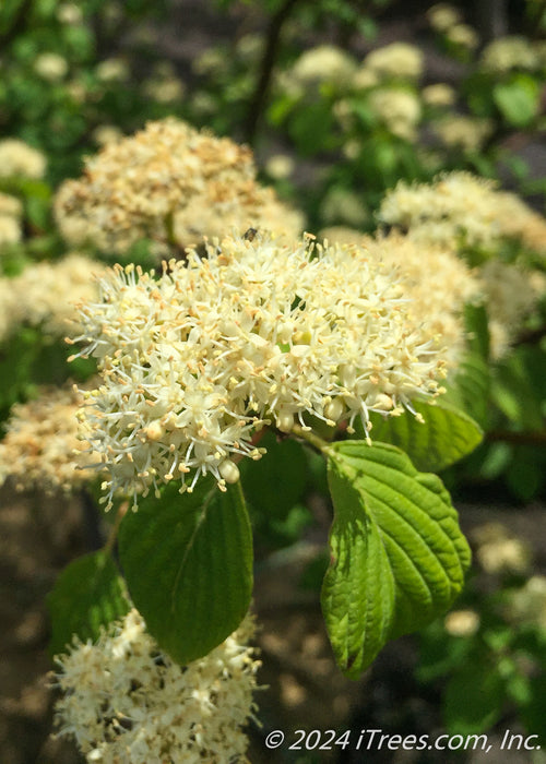 Closeup of small white flowers and green leaves.