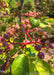 Closeup of small reddish fruit on red stems.