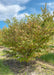 Multi-stem clump form Pagoda Dogwood in the nursery with green leaves.