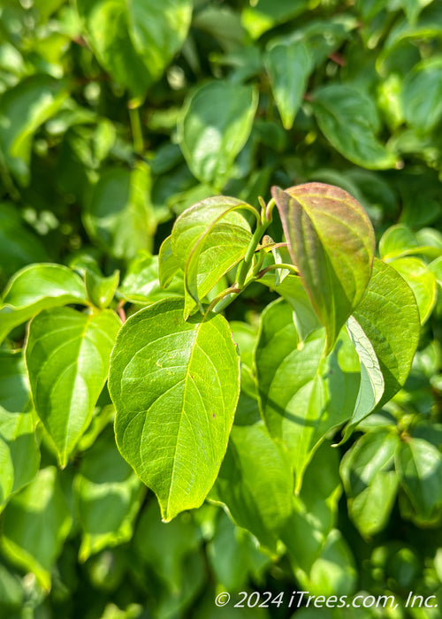 Closeup of green leaves.