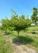 A single trunk Pagoda Dogwood grows in the nursery with green leaves.